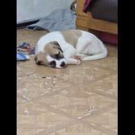 Mixed Breed - Bitches