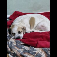 Mixed Breed - Bitches