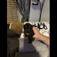 Mixed Breed - Both