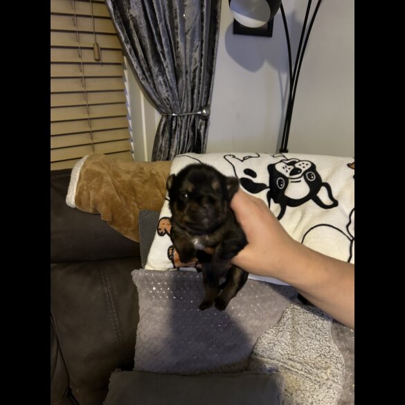 Mixed Breed - Both