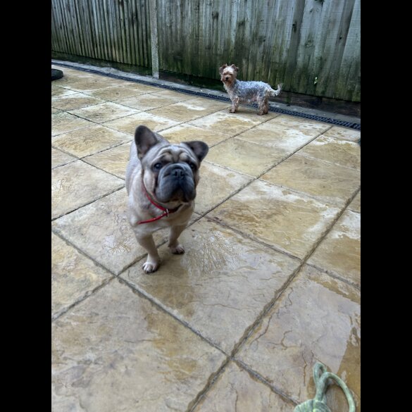 Mixed Breed - Both
