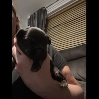 Mixed Breed - Both