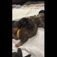Mixed Breed - Both