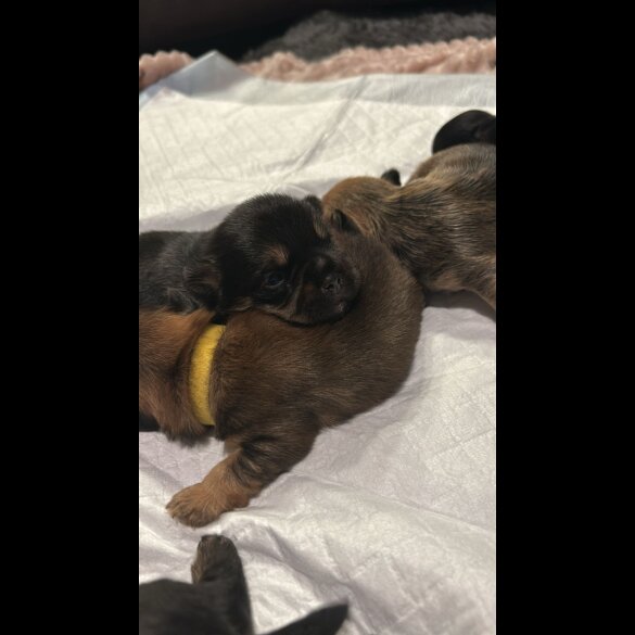 Mixed Breed - Both