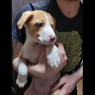 Mixed Breed - Dogs