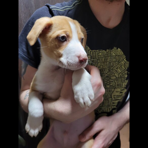 Mixed Breed - Dogs