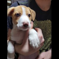 Mixed Breed - Dogs
