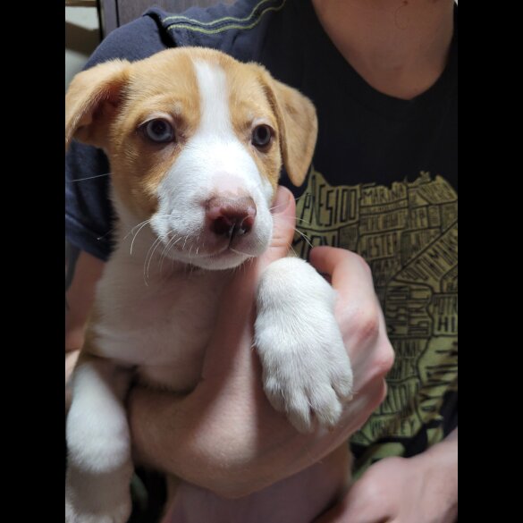 Mixed Breed - Dogs