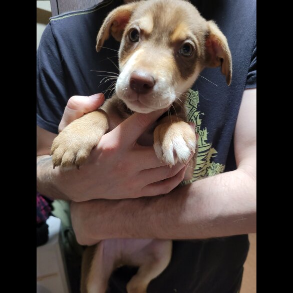 Mixed Breed - Dogs