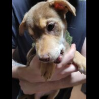 Mixed Breed - Dogs