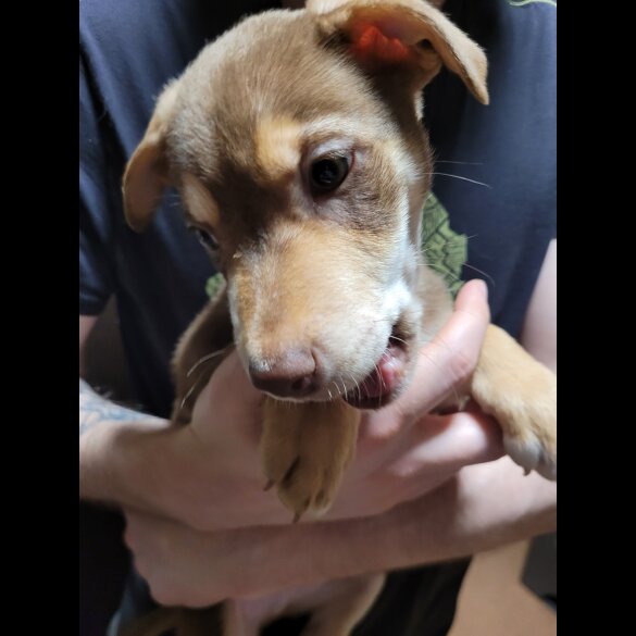 Mixed Breed - Dogs