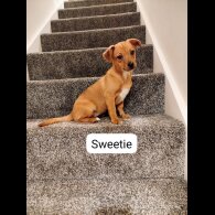 Mixed Breed - Both