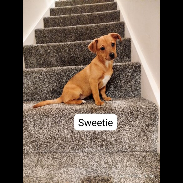 Mixed Breed - Both