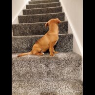 Mixed Breed - Both
