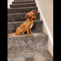 Mixed Breed - Both