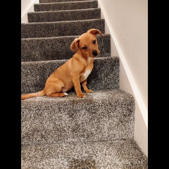 Mixed Breed - Both