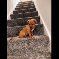 Mixed Breed - Both
