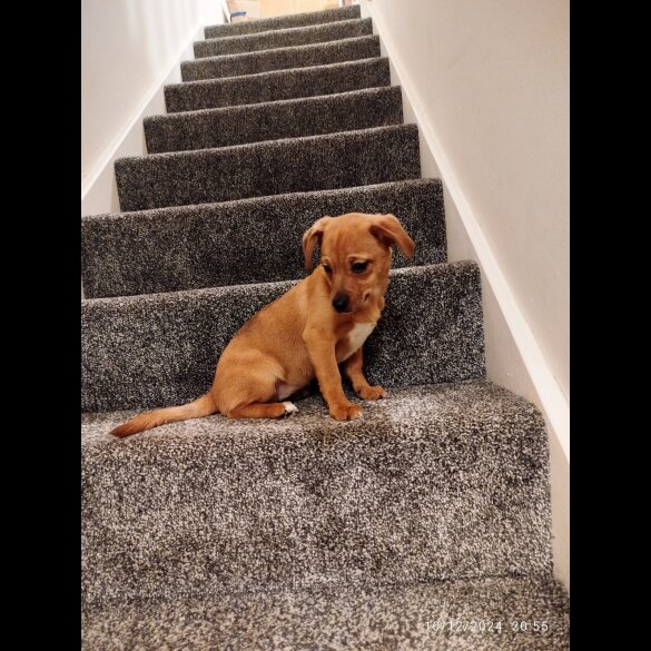 Mixed Breed - Both