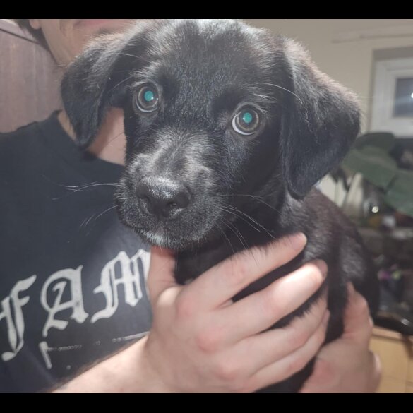 Mixed Breed - Dogs