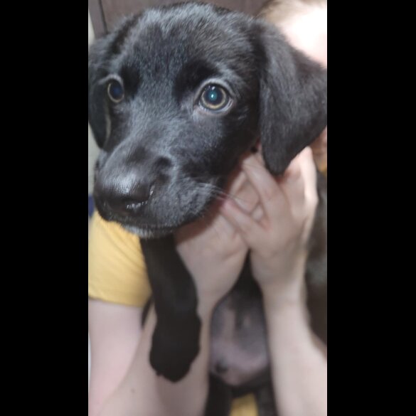 Mixed Breed - Dogs