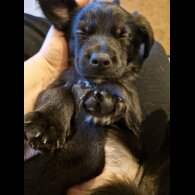 Mixed Breed - Dogs