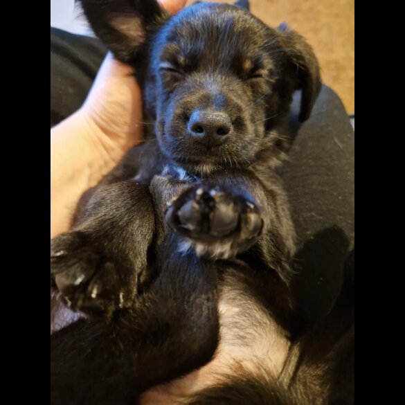 Mixed Breed - Dogs