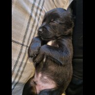 Mixed Breed - Dogs