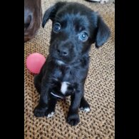 Mixed Breed - Dogs