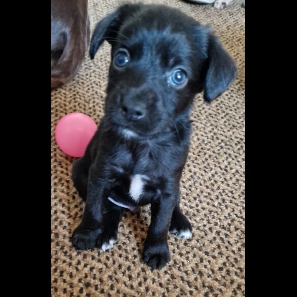 Mixed Breed - Dogs