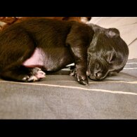 Mixed Breed - Dogs