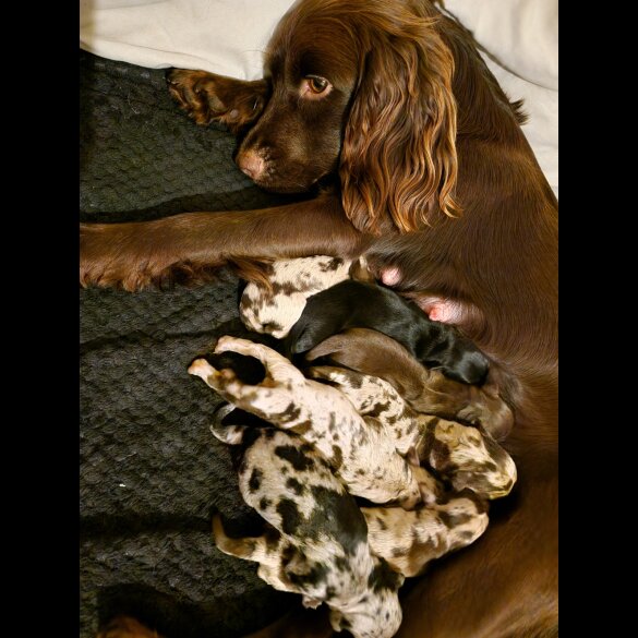 Mixed Breed - Dogs