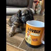 Mixed Breed - Both