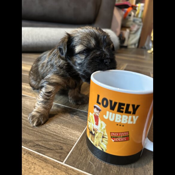 Mixed Breed - Both