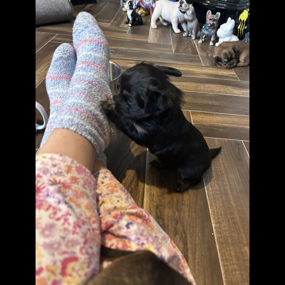 Mixed Breed - Both
