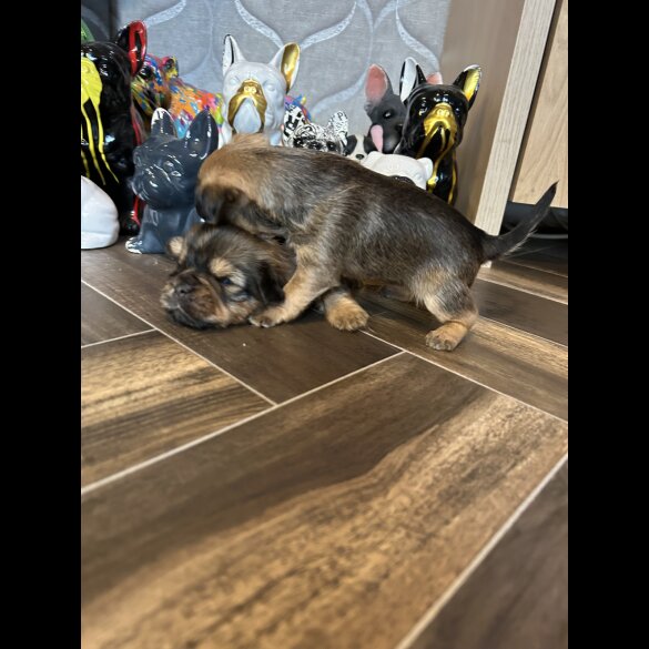Mixed Breed - Both