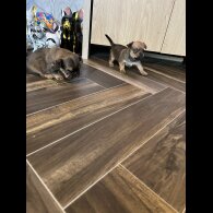 Mixed Breed - Both