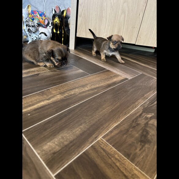 Mixed Breed - Both