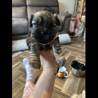 Mixed Breed - Both