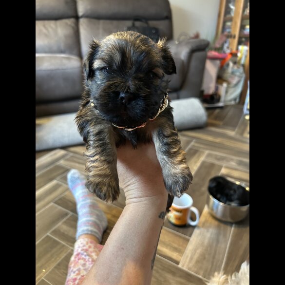 Mixed Breed - Both