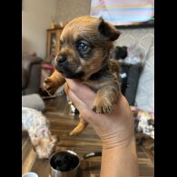 Mixed Breed - Both