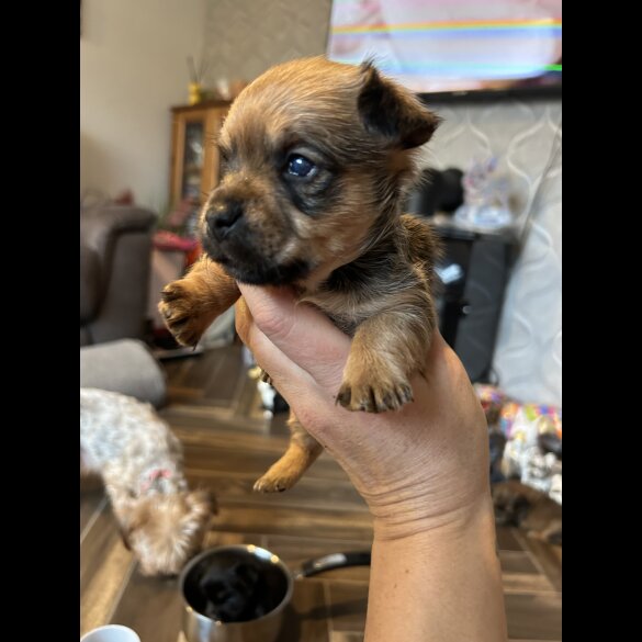 Mixed Breed - Both