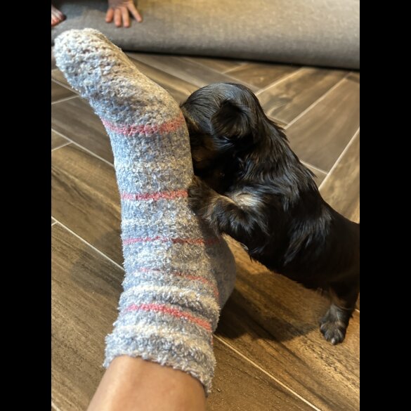 Mixed Breed - Both