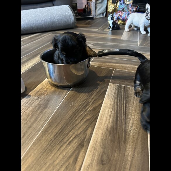 Mixed Breed - Both