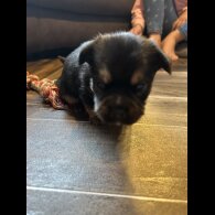 Mixed Breed - Both