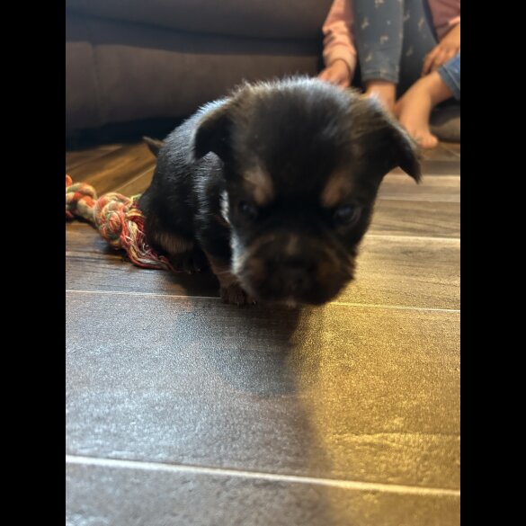 Mixed Breed - Both