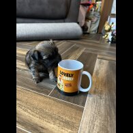 Mixed Breed - Both