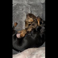 Mixed Breed - Both