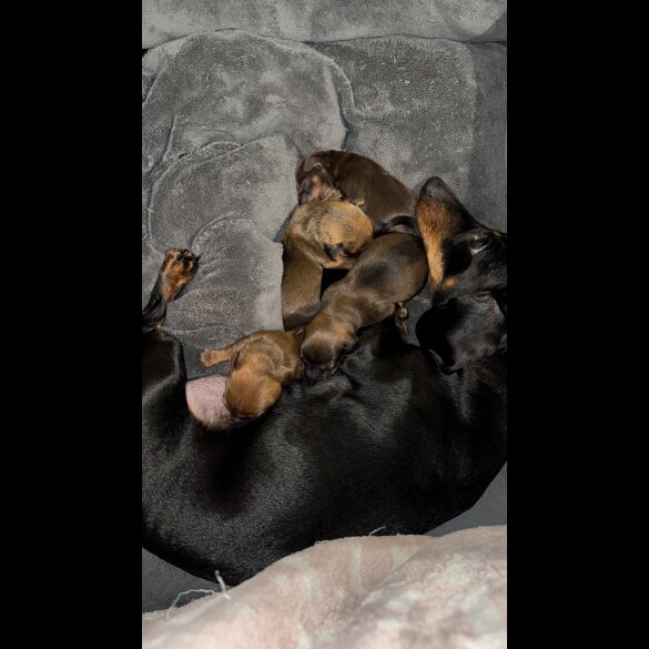 Mixed Breed - Both