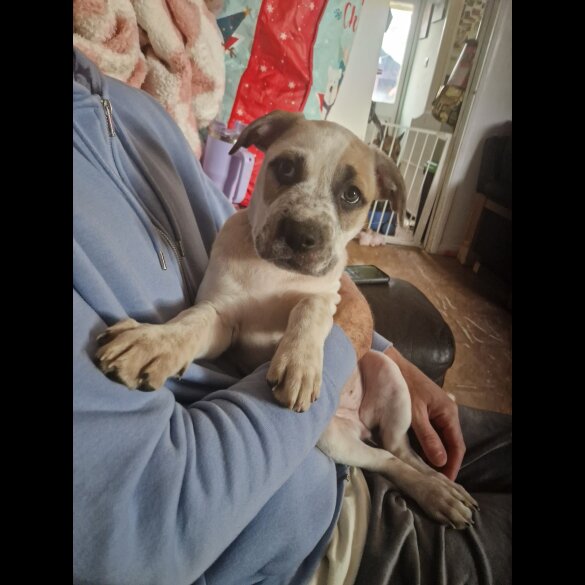 Mixed Breed - Bitches