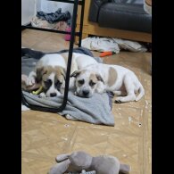 Mixed Breed - Bitches